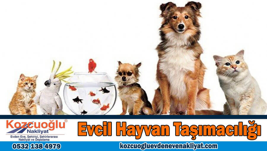 İstanbul evcil hayvan taşımacılığı İstanbul'da evcil hayvan taşıma Taksi Pet Fiyatları